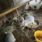 للبيع ارانب