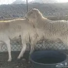 فحول ضان للبيع