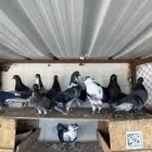 حمام أوكرانيا صافي