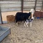 نعجه نجديه نظيفه ومشروطه من جمع الامراض
