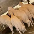 للبيع 19 خروف و 3 تيوس