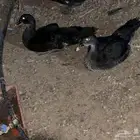 بط سوداني للبيع