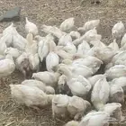تم البيع