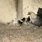 دجاجه معها 9 صيصان للبيع