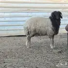 خروف نعيمي عمره جذع