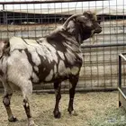 تيس ابهر محايلى