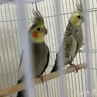 زوج كروان مميز
