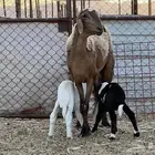 رخل والد تحتها 2