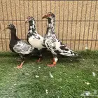 زوج كارير تايقر بفرخه
