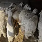 طليان جبره ذبايح