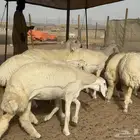 سلام عليكم ورحمة الله وبركاته