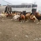 chickens for sale