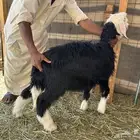 نجد
