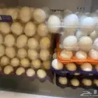 بيض بلدي مخصب