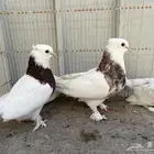ابراني مطوق بانتاجه