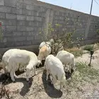 خرفان العداد 7 طيبه ونظيفه