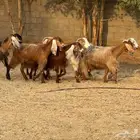 عرضين. معزا دفيع. ضان حرش. تم البيع