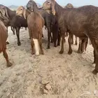 سواكن حمريات تربيه ثلاث شهور
