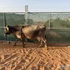 بقره منيحه طيبه