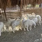 بهم ذبايح حري المزاحمية المشاعلة