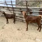 تيس أدهم جذع