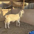 عنز حايل ذبح جرم ناهي