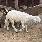 سواكن فل شحم ولحم تربية