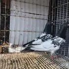 حمام باكستاني