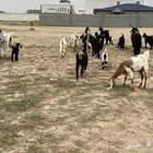 العدد 15 بي الفحل يتبعها 9 من البهم
