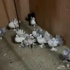 حمام رقاص للبيع في بيشة