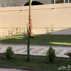 نخل واشنطني ونخل عربي وزيتون