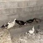 للبيع بط