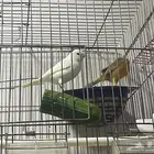 كناري سوري اناثي جاهزات حجم ونظافة يبون الذكر