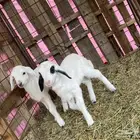 دواغير رخال تربيه يرضعن من اي شاه