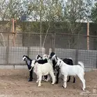 تيوس لباني انتاج المراح ذبايح