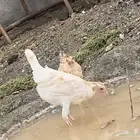 دجاج بلدي للبيععع
