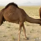 قعود مشروع فحل
