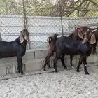 مشاريع فحول للبيع جملة و تفريد