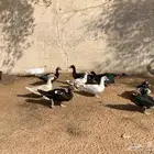 ذكور بط بلدي