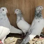 حمام باكستاني ( تم البيع )