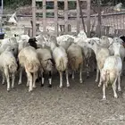 رخال رفيديات مقاني طيبه