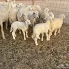 غنم خلفات ودفيع