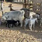 ثلاث معزاء مساوي طري عليها سته بهم