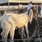 تيوس للبيع