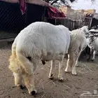 خروف فحل جذع