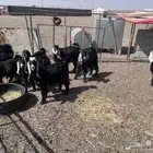 للبيع ذبايح تيوس وجفار