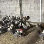 بيض فيومي شبابي و غولد