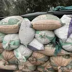 عندي علف حلال تمر حول 100 كيس للبيع كامل جمله