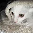 قطط لتبني