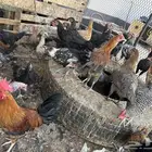 دجاج بلدي و ديك ثريا